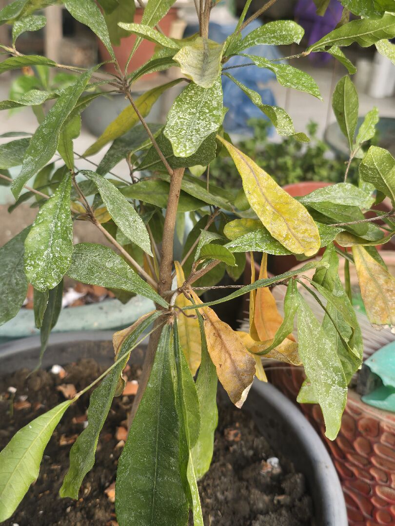 神秘果葉子黃黃的正常嗎？