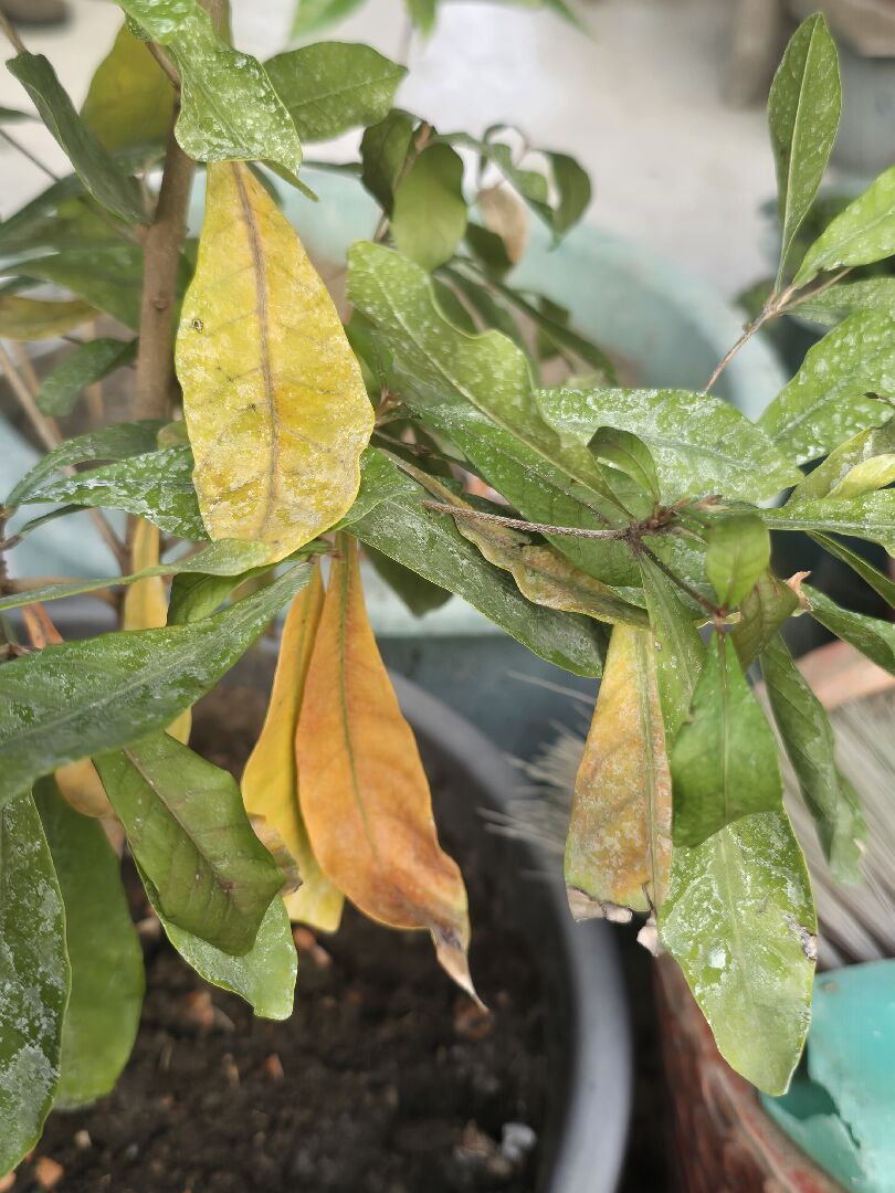 神秘果葉子黃黃的正常嗎？