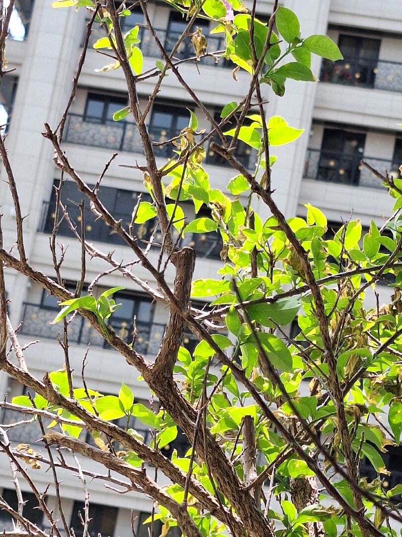 九重葛葉子黃掉乾掉捲曲，有蜘蛛盤在上面