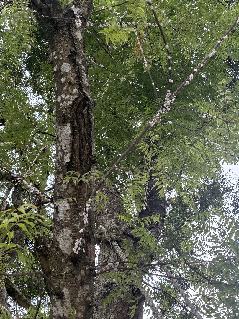 在林口發現疑似遭病蟲害的行道樹