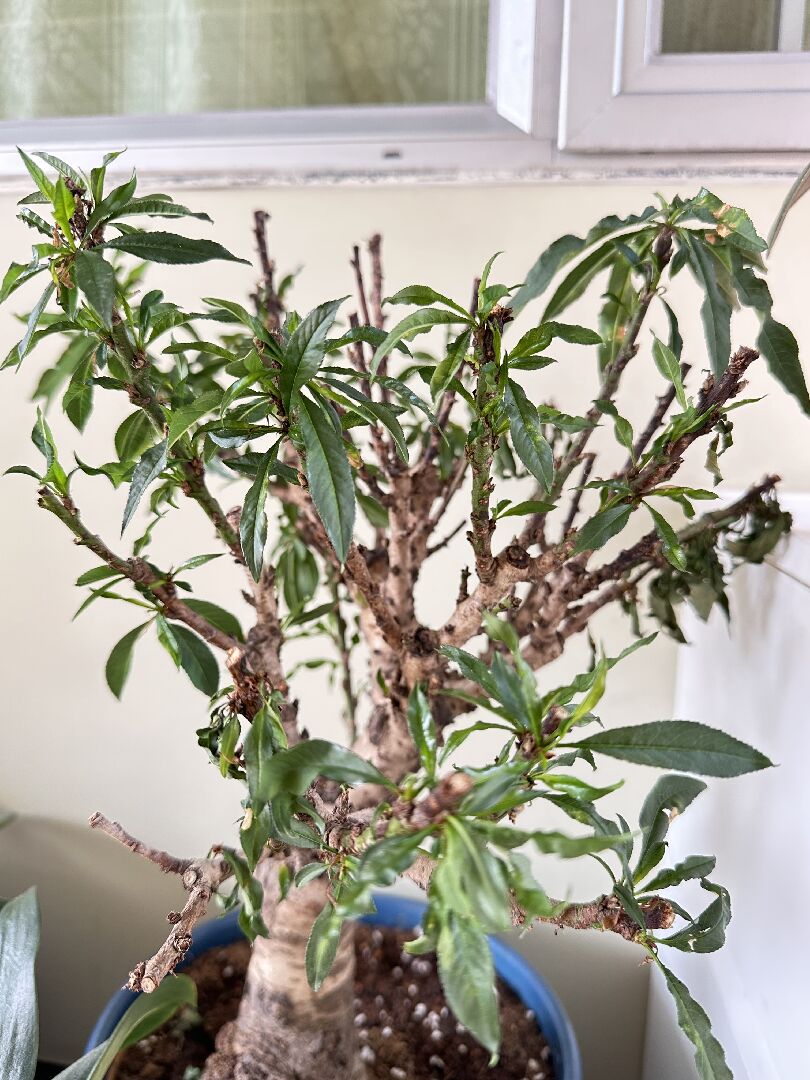 桃樹樹枝枯乾