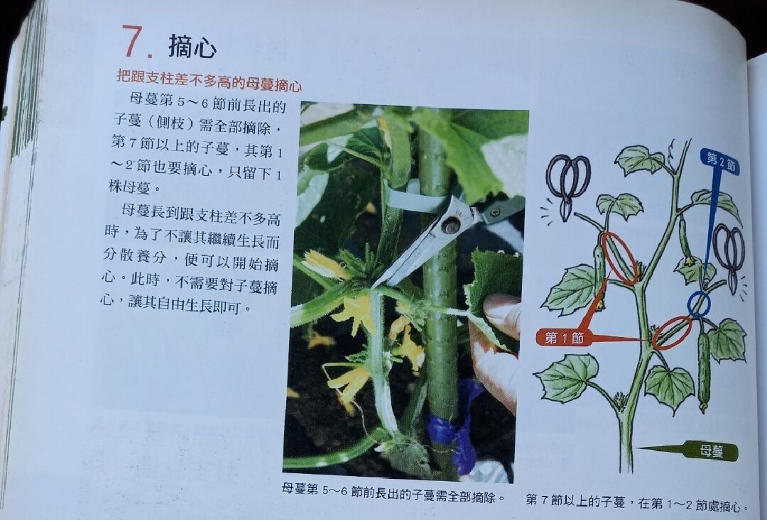 在盆栽種植小黃瓜，查書看不懂什麼是母株，子株，側芽，摘心？