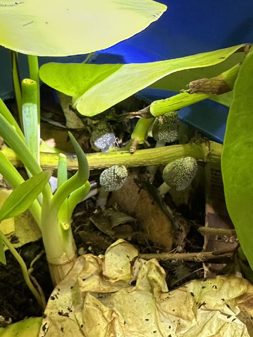 盆栽長菇 似有絨毛 請問這是甚麼菇?