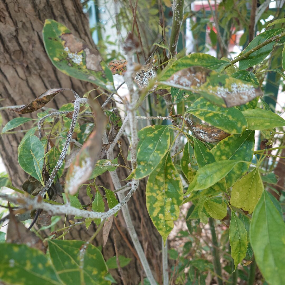 這樟樹是白粉病還是介殼蟲，要如何用藥？