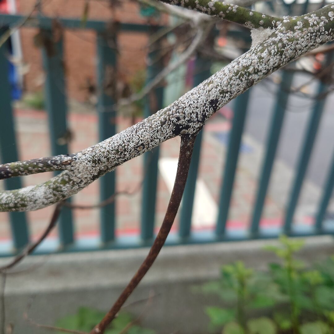這樟樹是白粉病還是介殼蟲，要如何用藥？
