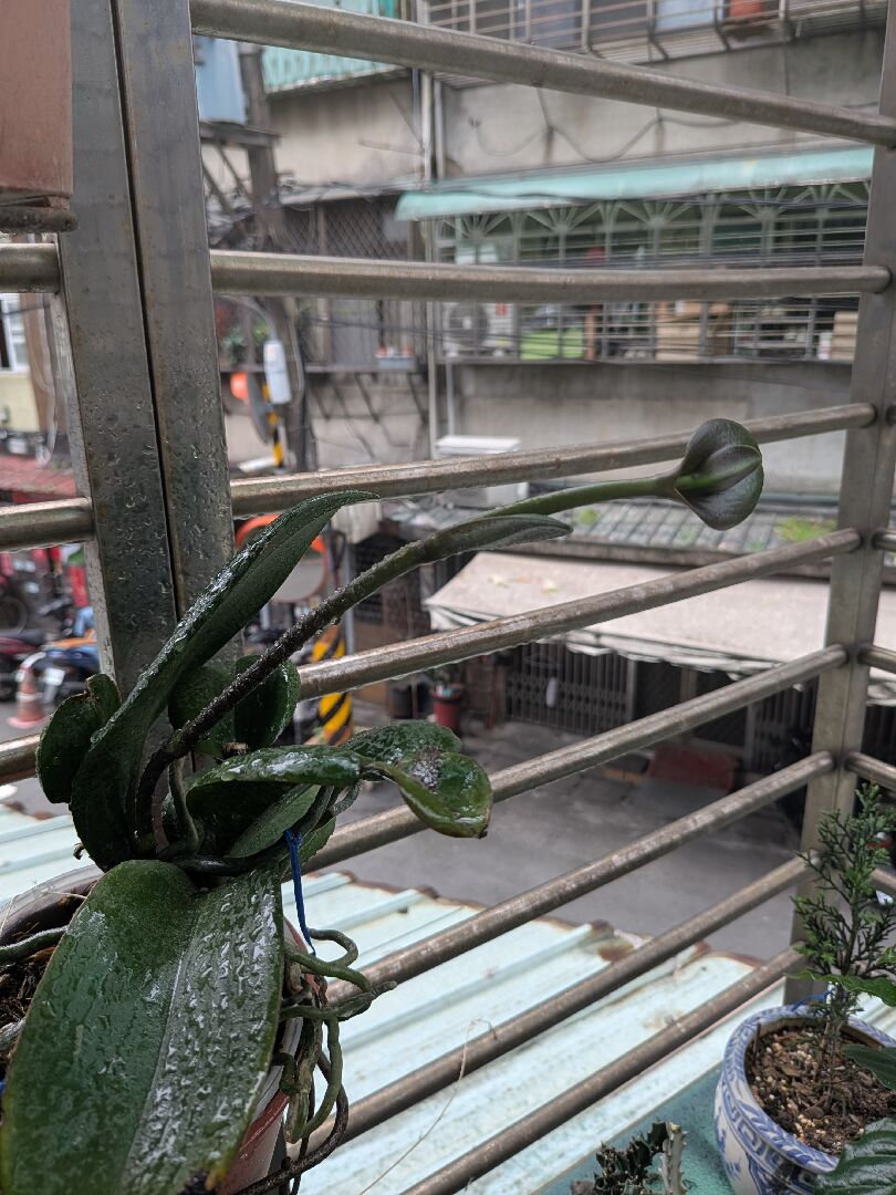 蝴蝶蘭花梗長葉