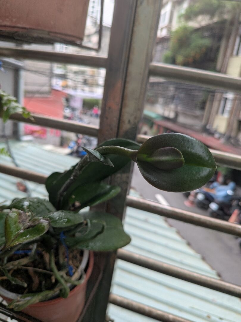 蝴蝶蘭花梗長葉