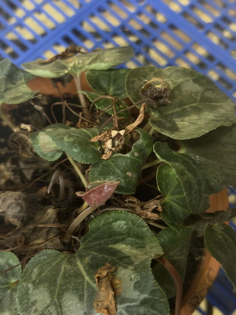 枯黃的仙客來如何照顧才能開花
