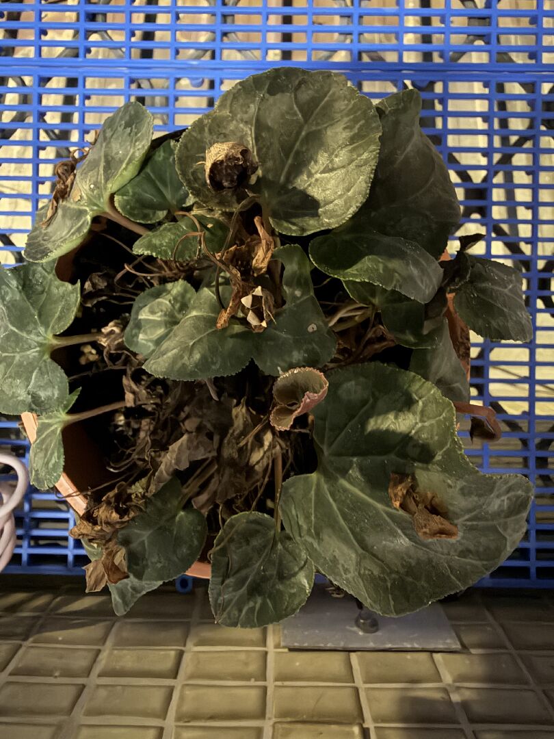 枯黃的仙客來如何照顧才能開花