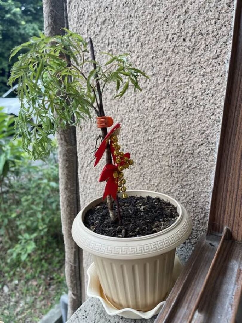 富貴樹為何垂頭喪氣?