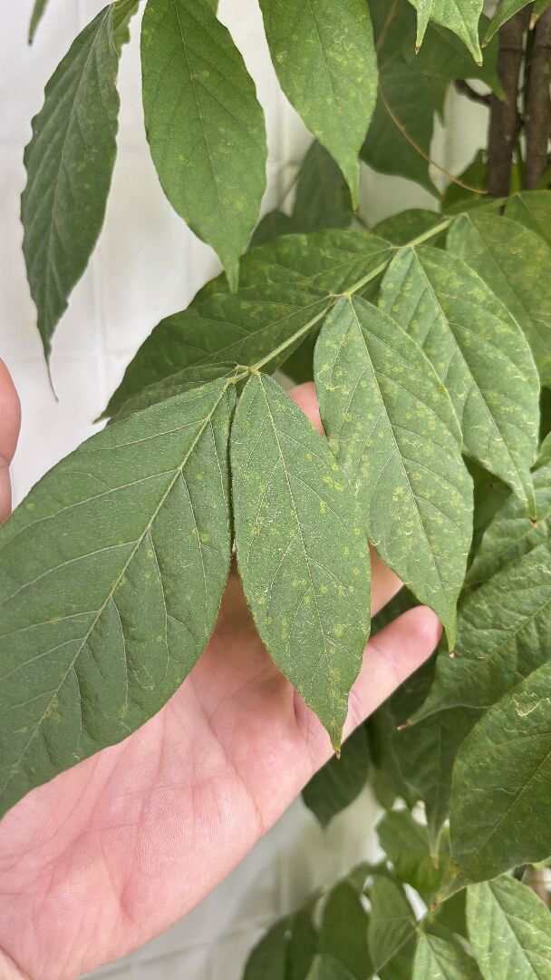 請問我的紫藤怎麼了