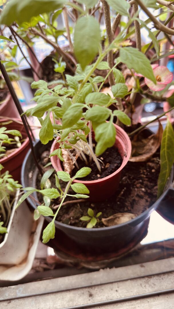 請問這些纖細的幼苗要怎麼移植到花盆？
