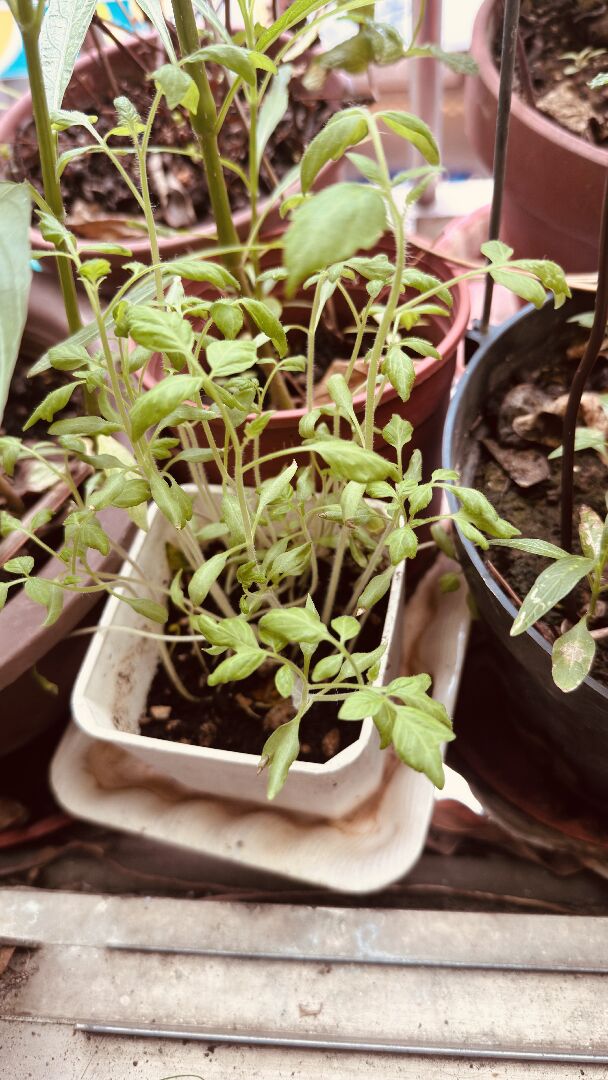 請問這些纖細的幼苗要怎麼移植到花盆？