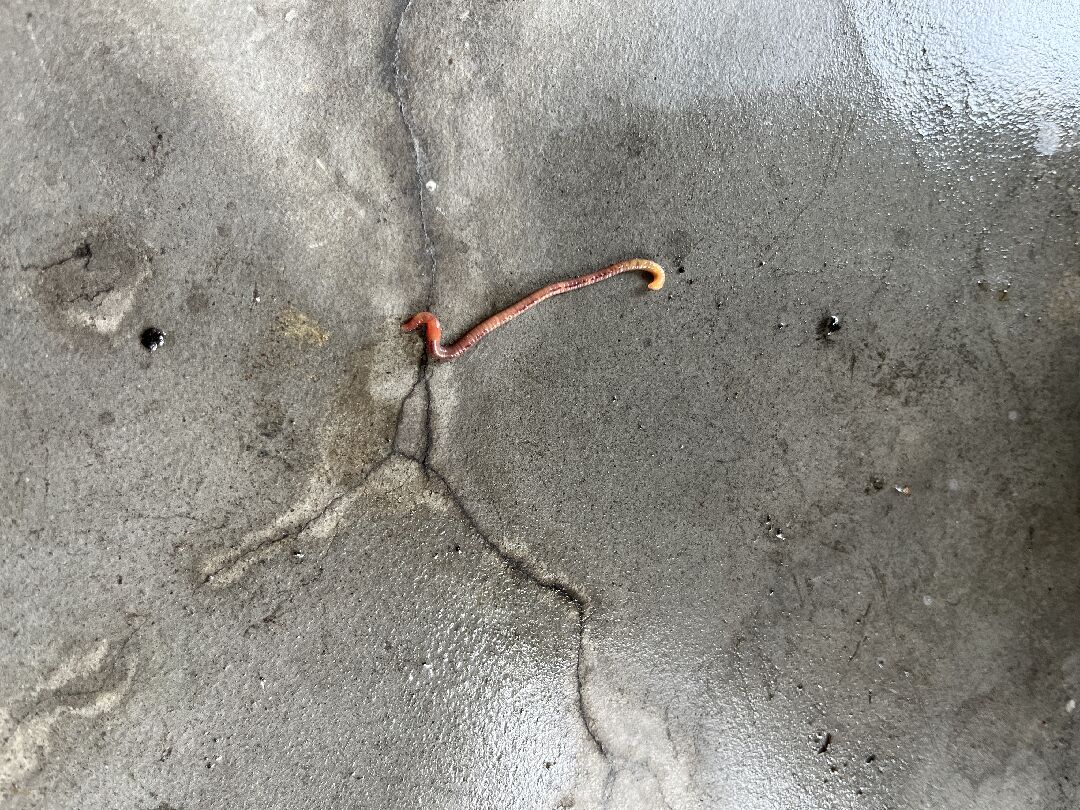 盆栽澆水之後出現大量紅紅長長的蟲
