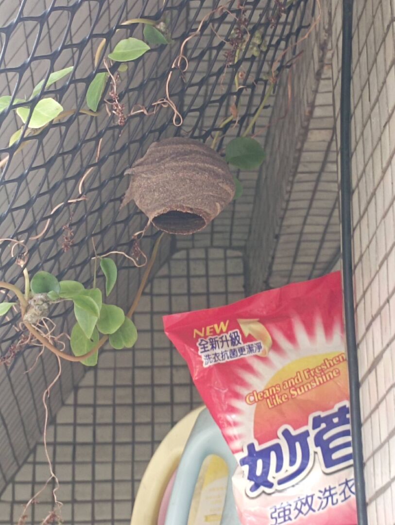 請教5樓家中小陽台突然出現的蜂巢