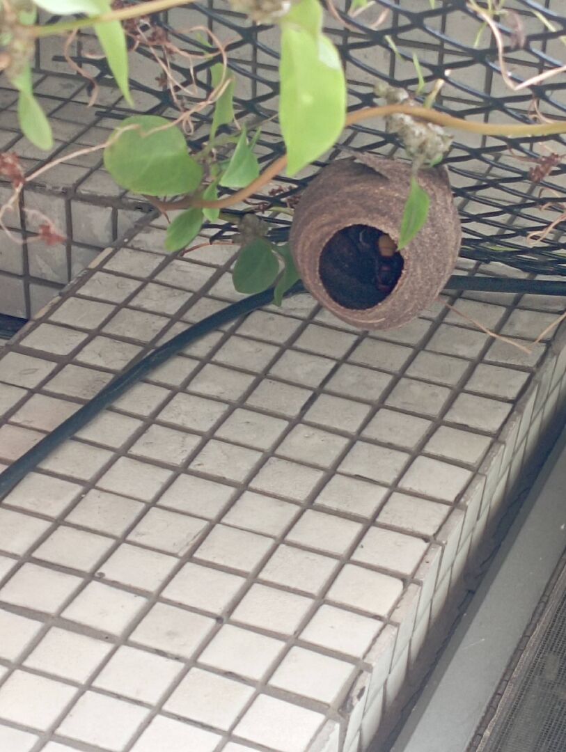 請教5樓家中小陽台突然出現的蜂巢