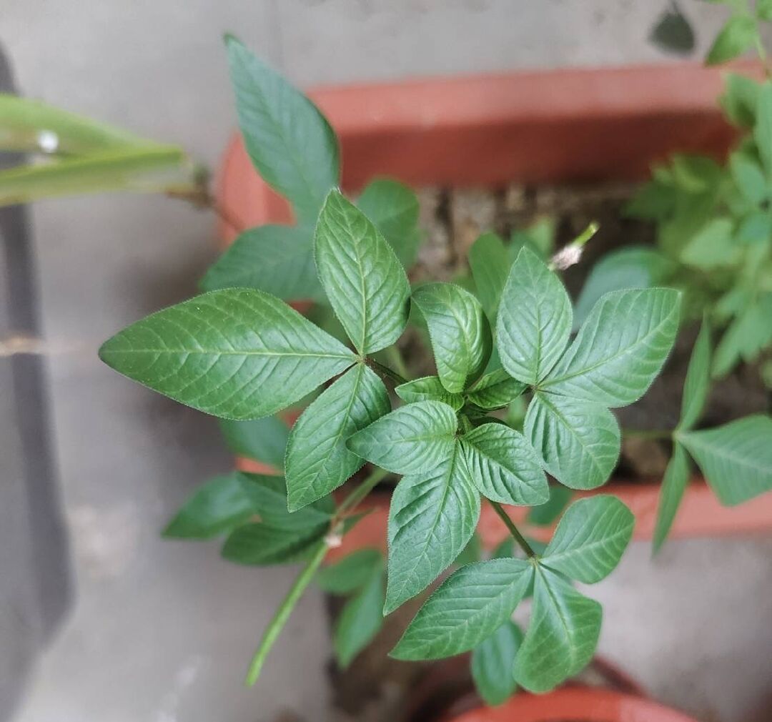 何種植物？