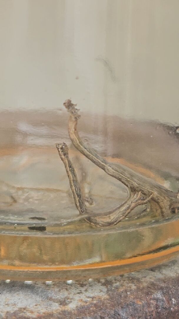 想請問這裡面是什麼蟲
