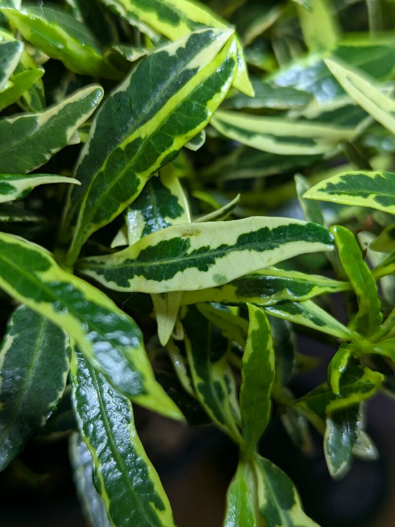 梔子花的葉片出現棕點，葉尖變成棕色