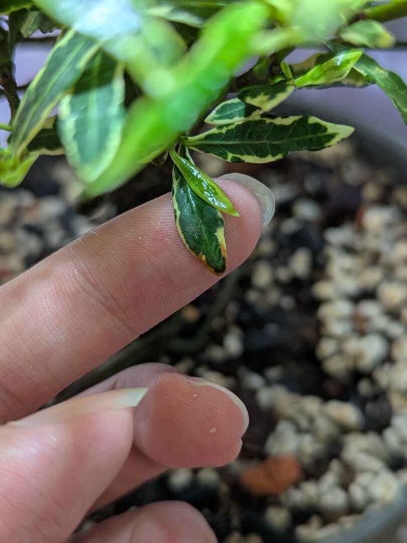 梔子花的葉片出現棕點，葉尖變成棕色