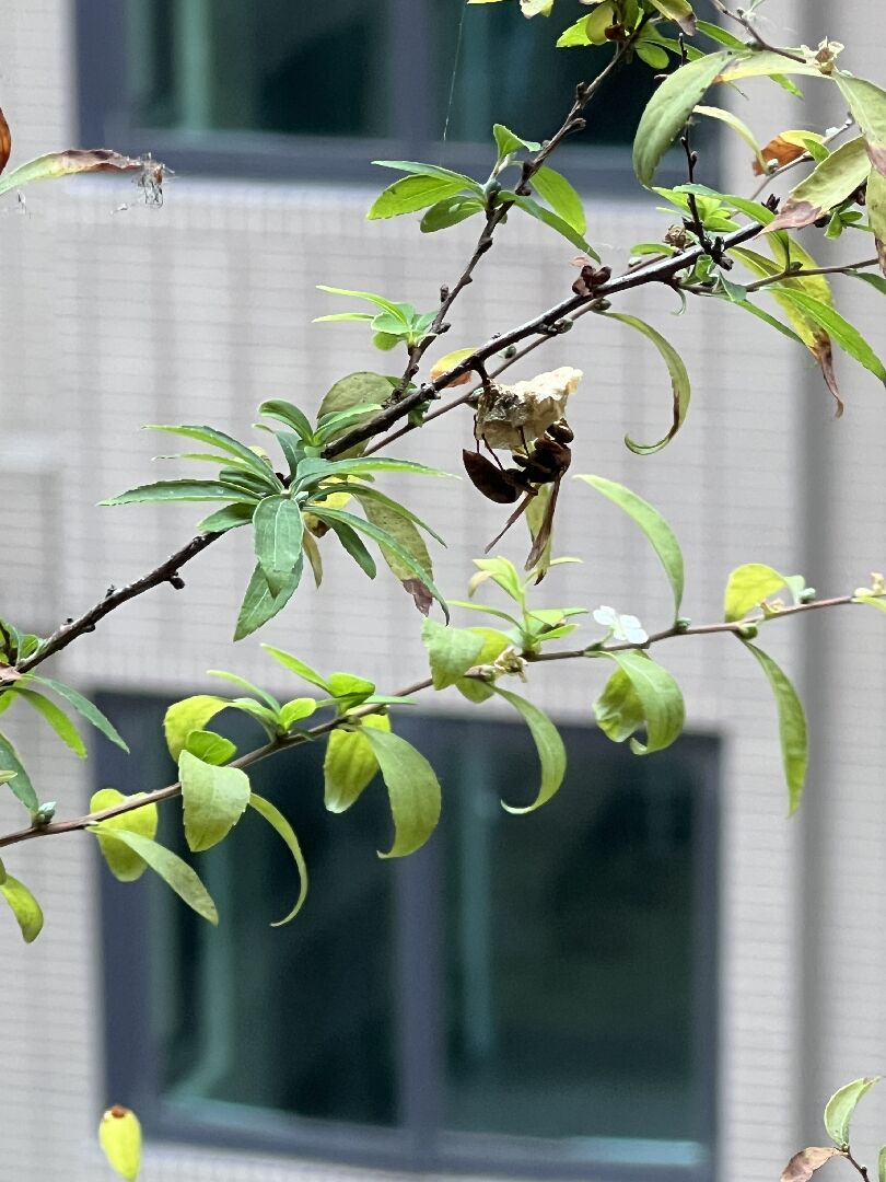 陽台盆栽有蜜蜂築巢，需要立即拆除嗎？