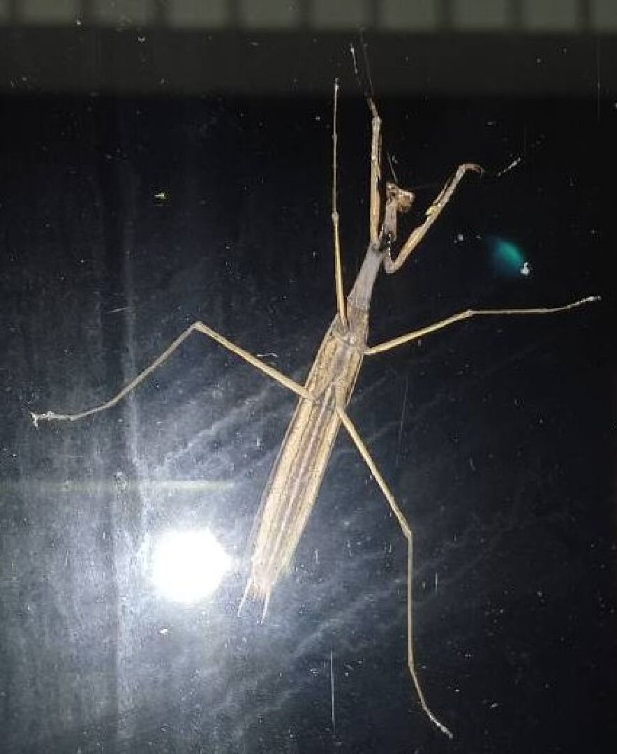 窗戶上出現不知名昆蟲