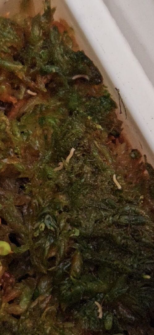 請問水苔上長的像迷你馬陸的生物是什麼蟲 ?
