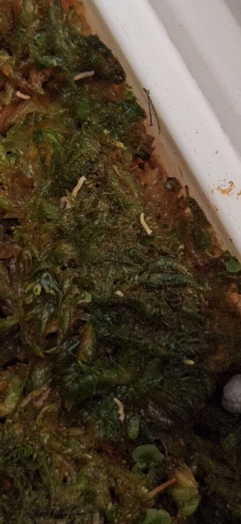 請問水苔上長的像迷你馬陸的生物是什麼蟲 ?