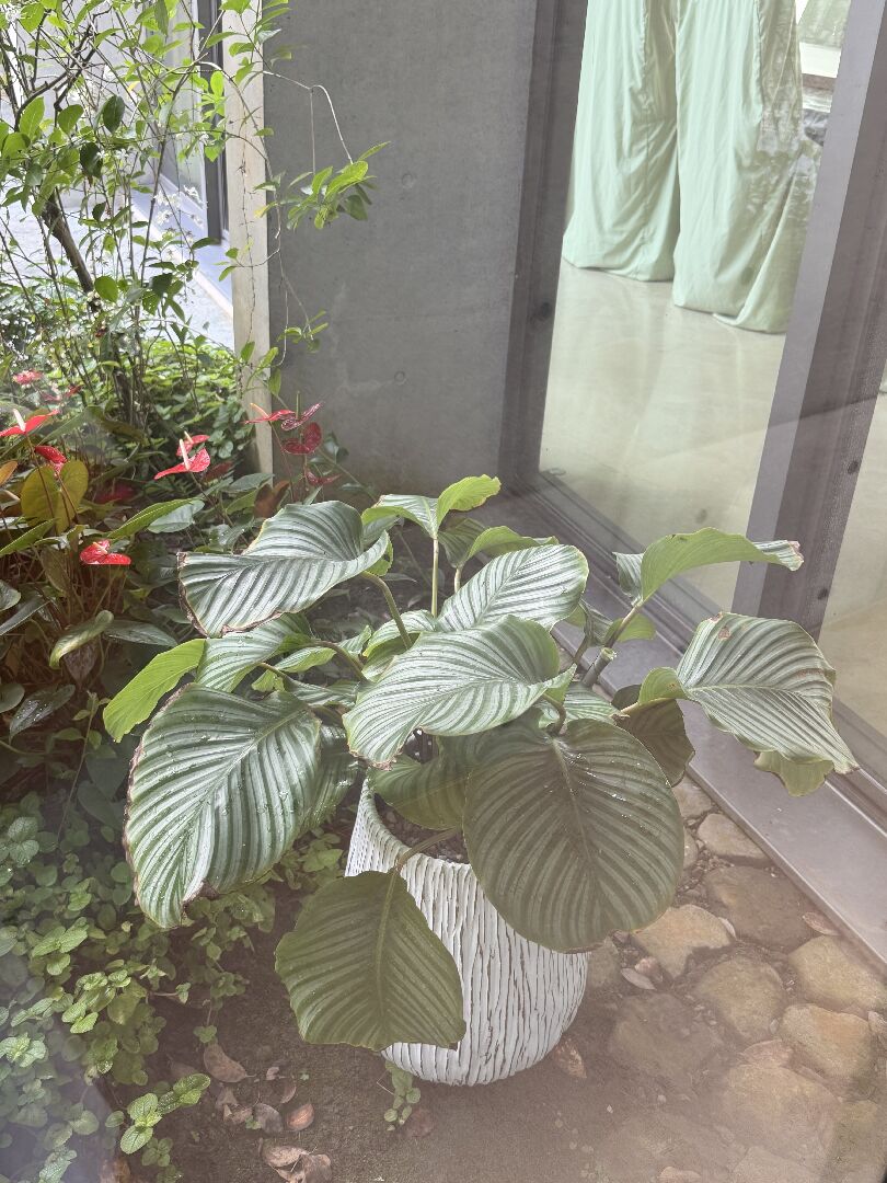 該怎麼處理葉子問題