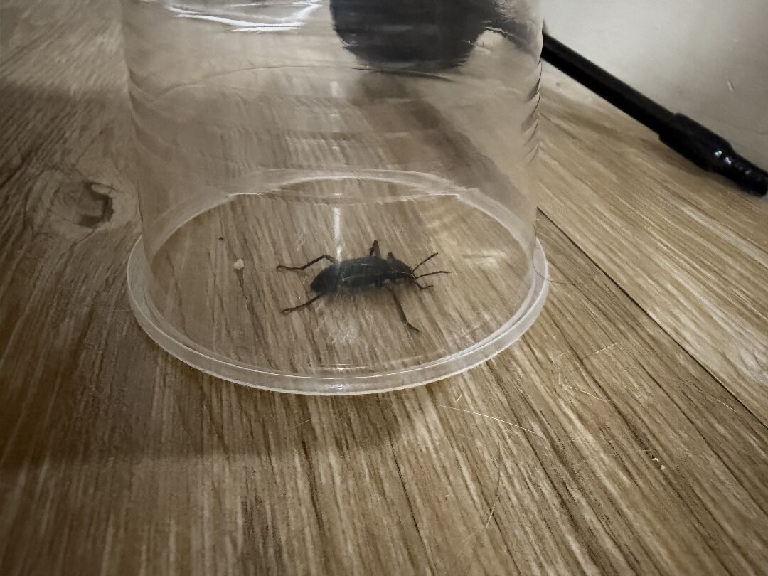 想請問這是什麼蟲