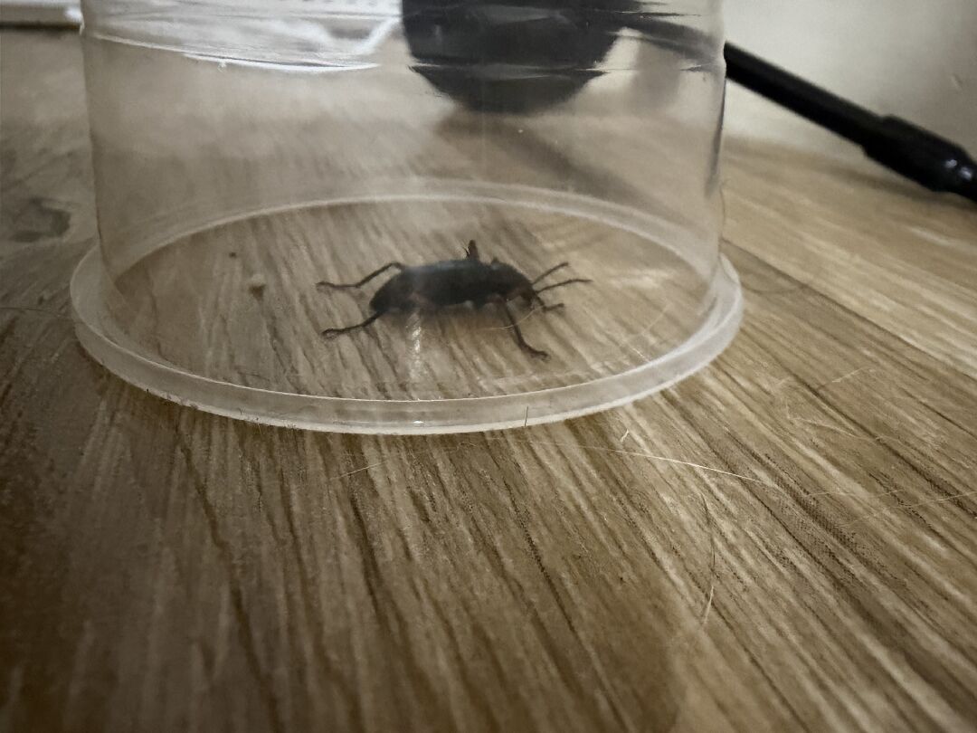 想請問這是什麼蟲