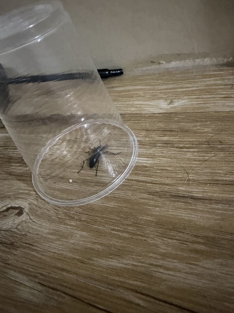 想請問這是什麼蟲