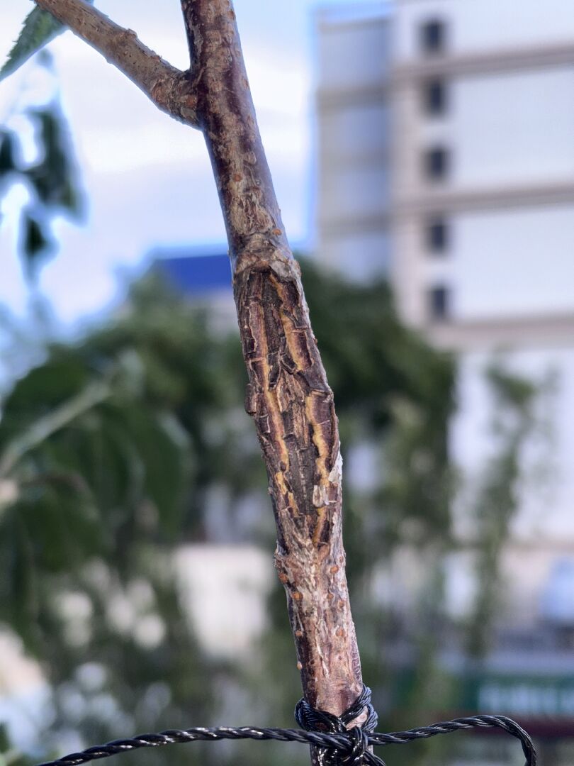 陽台櫻花葉片被啃咬及枝條上的傷口