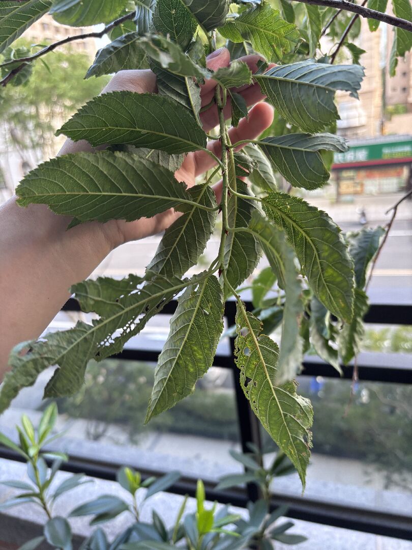陽台櫻花葉片被啃咬及枝條上的傷口