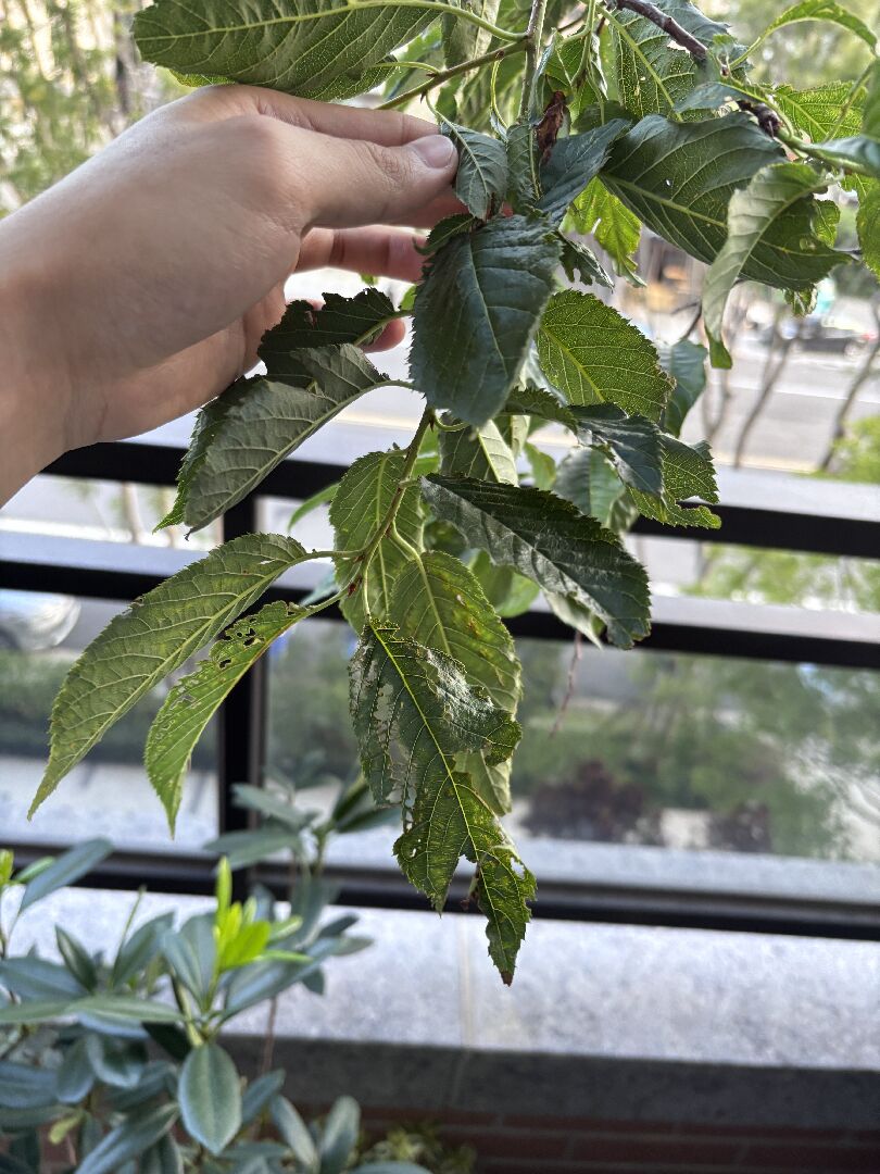 陽台櫻花葉片被啃咬及枝條上的傷口