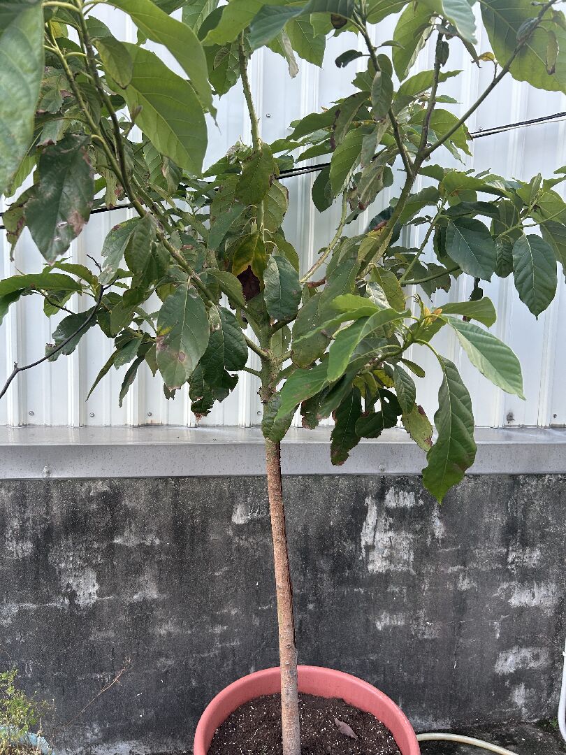 酪梨頂部的新芽葉子發黑、變軟