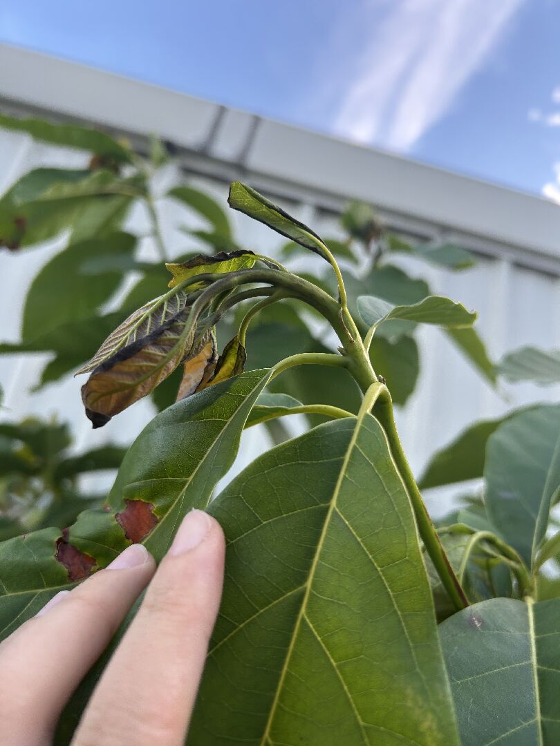 酪梨頂部的新芽葉子發黑、變軟