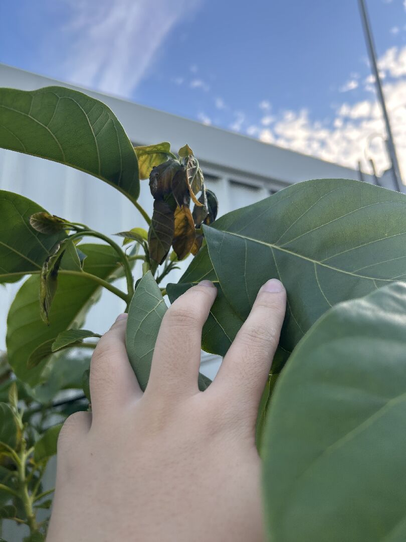 酪梨頂部的新芽葉子發黑、變軟