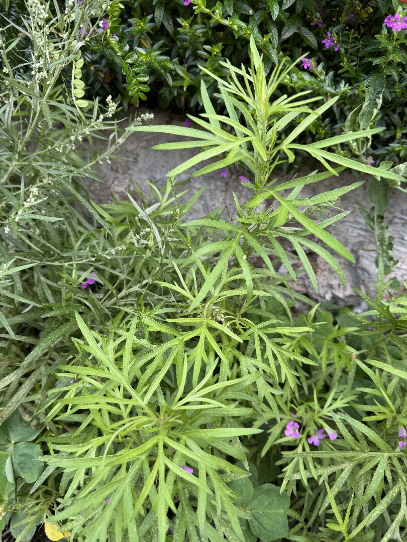 請問這兩種分別是什麼艾草？