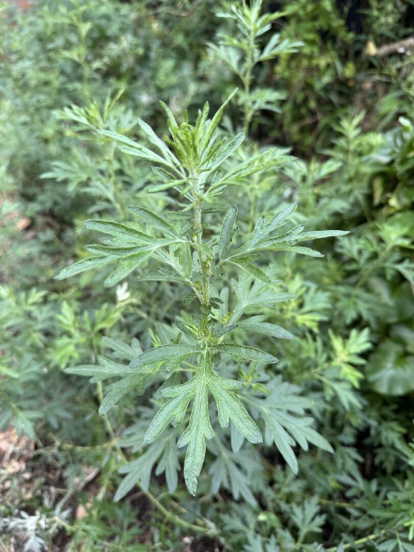 請問這兩種分別是什麼艾草？