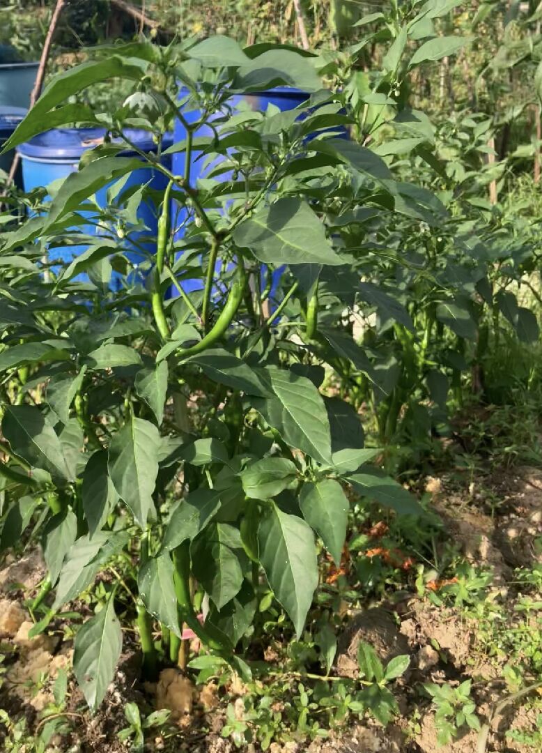 辣椒不會轉紅