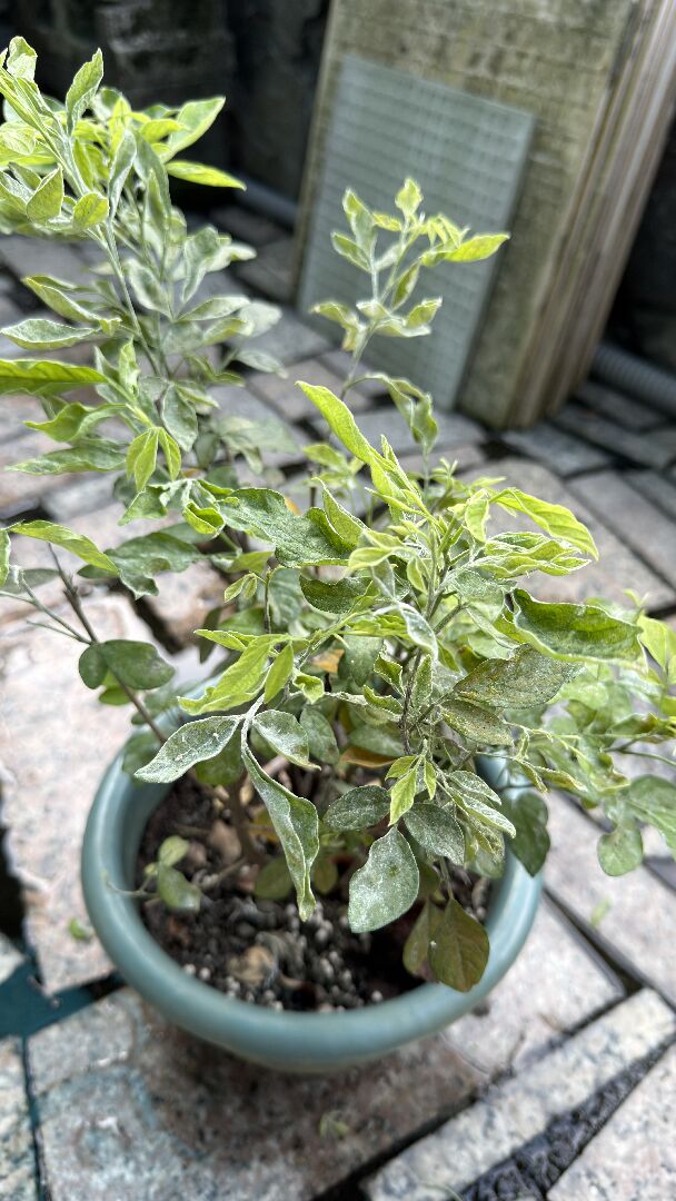 抹草葉子呈現乾枯狀態