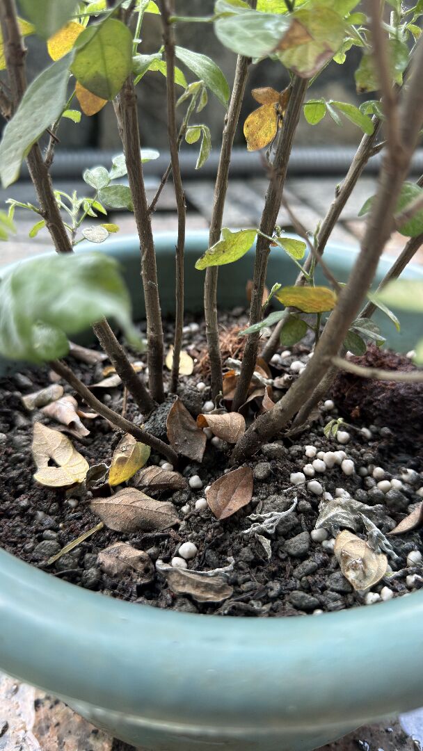 抹草葉子呈現乾枯狀態