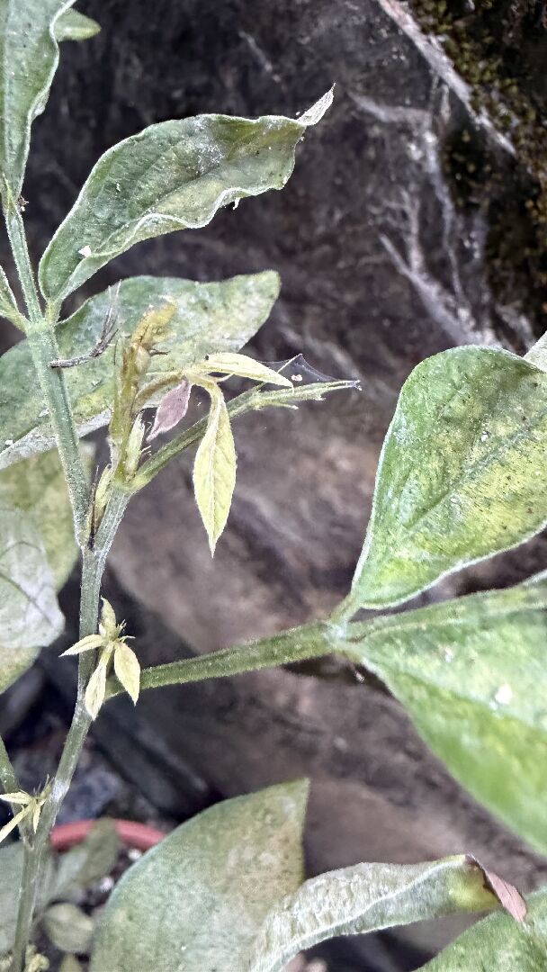 抹草葉子呈現乾枯狀態