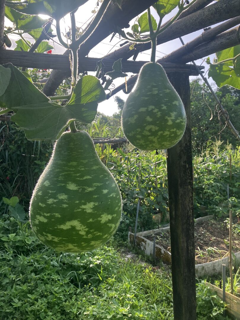 蒲仔一叢可以結多少粒