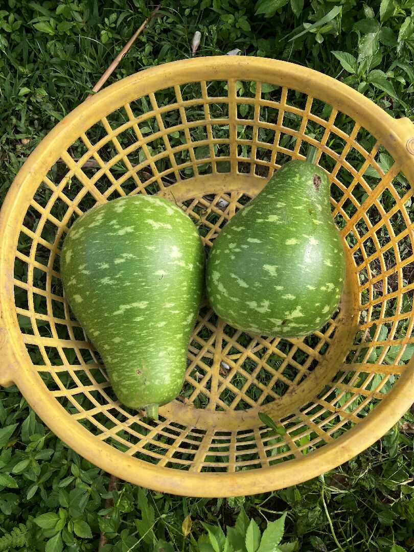 蒲仔一叢可以結多少粒