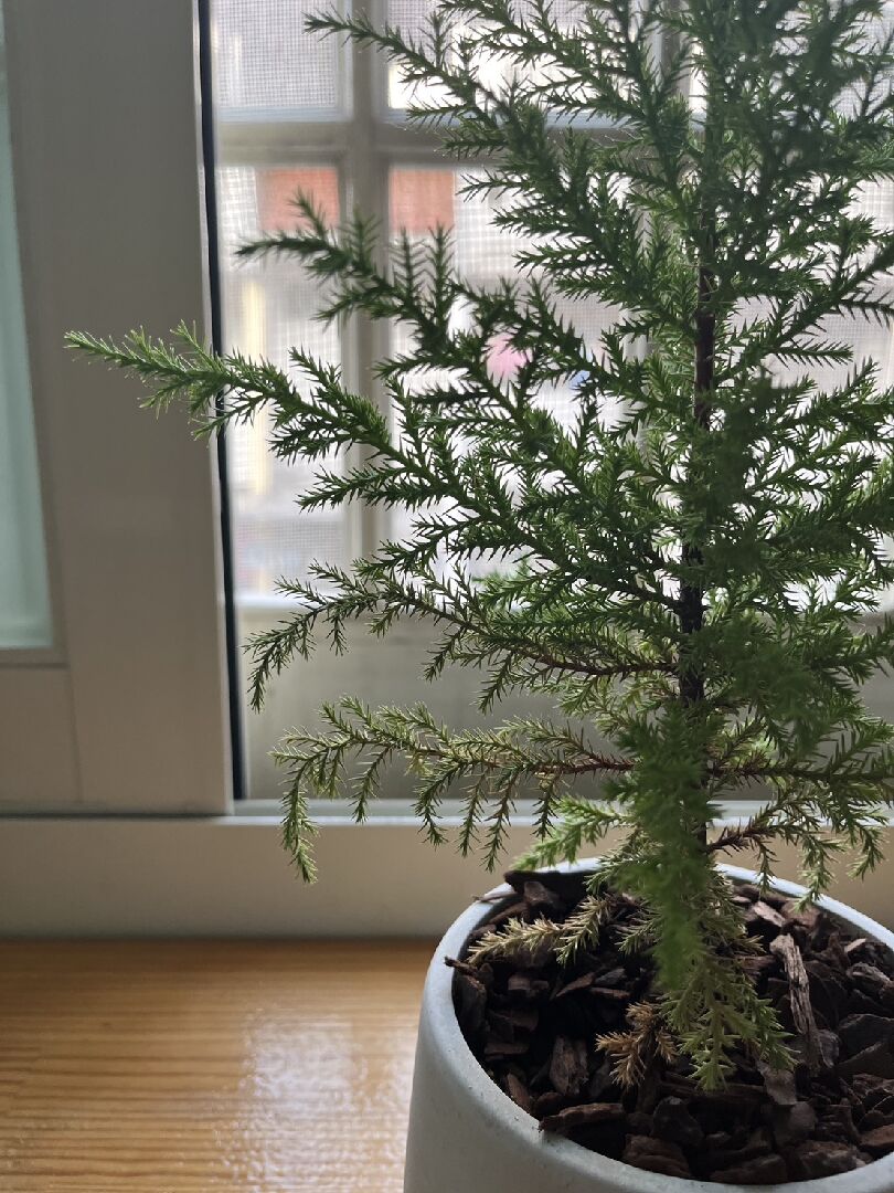 香冠柏是不是水分太少