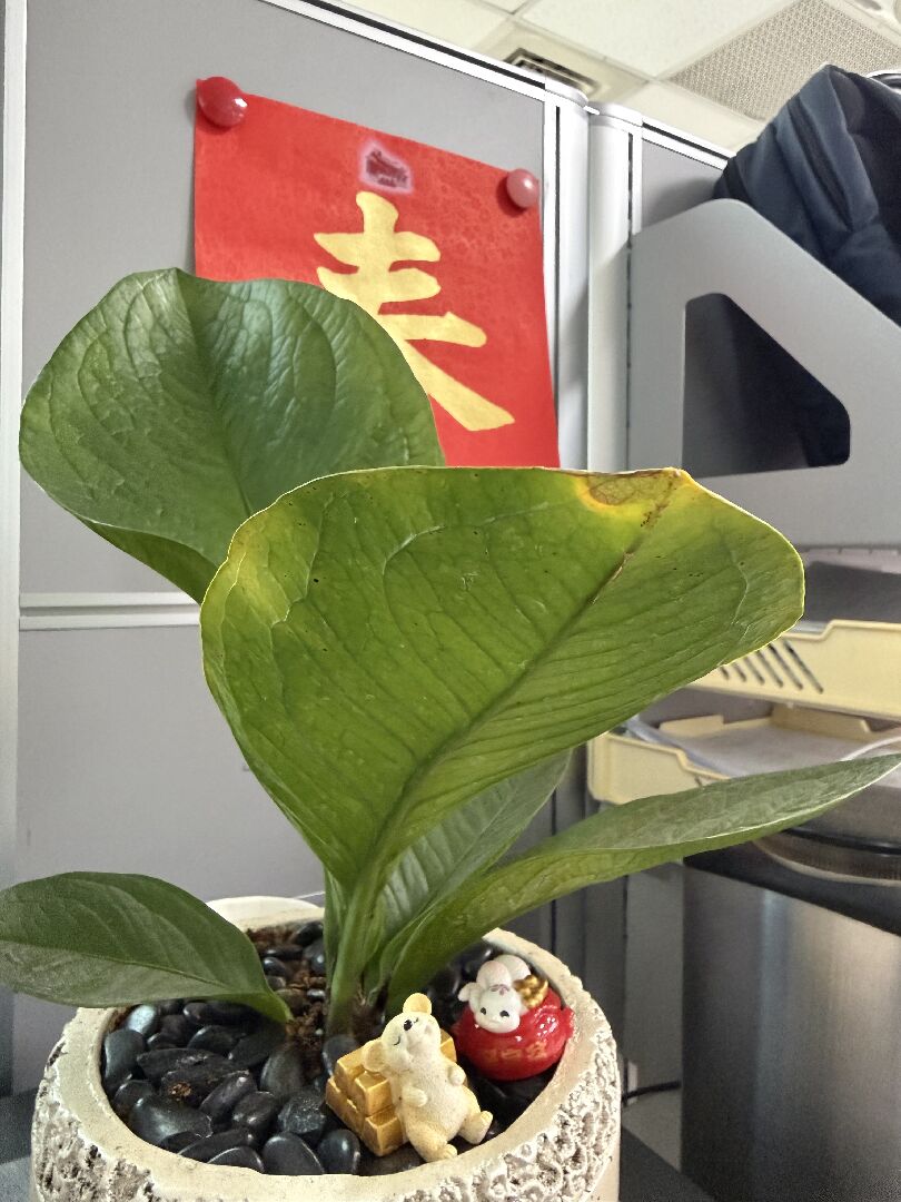 協助富貴花葉子末端發黃狀如何處置