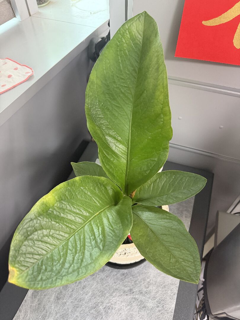 協助富貴花葉子末端發黃狀如何處置