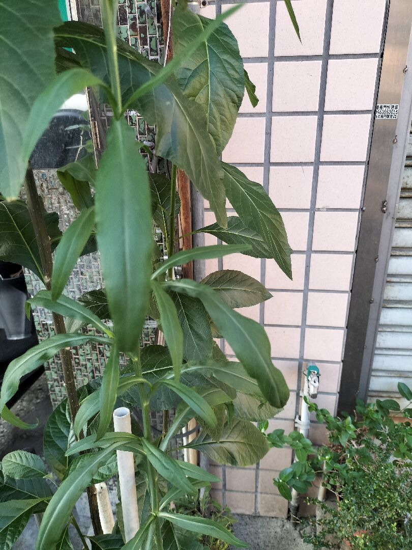 請問這是什麼植物